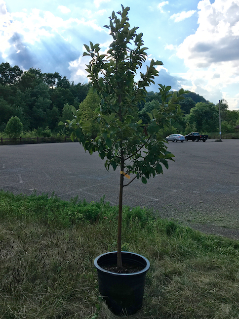 Screen Shot 2016-08-05 at 7.05.21 PM.png